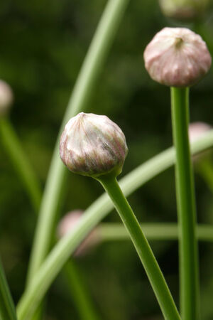 Allium nutans flower headの写真素材