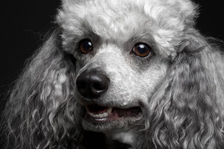 Closeup portrait dog poodle on the black backgroundの写真素材