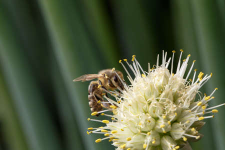 Bee pollinating flowerの写真素材