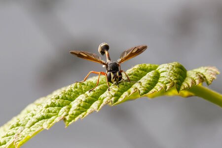 Macro photography of a wasp on a leafの写真素材