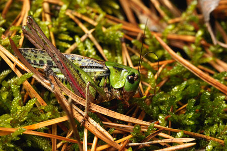 Macro photography grasshopper in a forest with bright lightの写真素材
