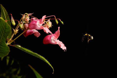 Bumblebee approaching to flower on black backgroundの写真素材