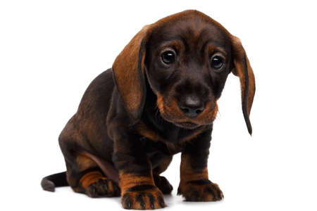 cute little dachshund puppy on white backgroundの写真素材