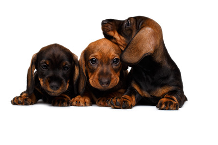 cute little dachshund puppies on white backgroundの写真素材