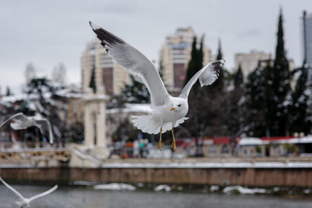 flying seagulls at city background in winterの写真素材