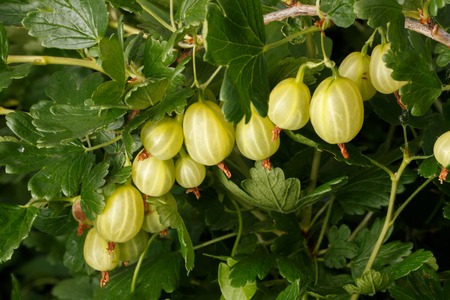 gooseberry Ribes uva-crispa, fruit on  bush in natureの写真素材