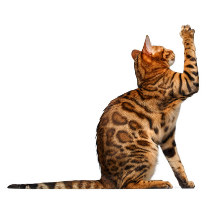bengal cat sitsand raising up paw on white backgroundの写真素材