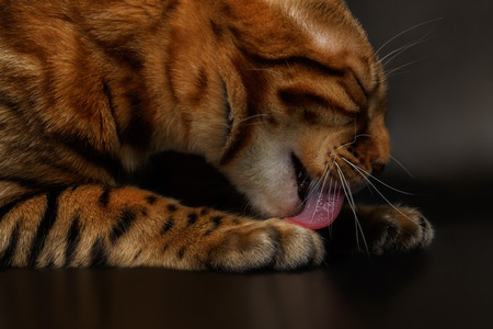 closeup licking bengal cat on black backgroundの写真素材