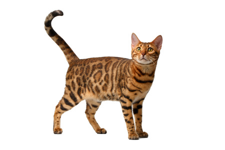 bengal cat walking on white, side viewの写真素材