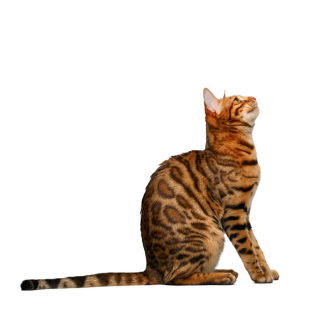 bengal cat sitting and looking up on white backgroundの写真素材