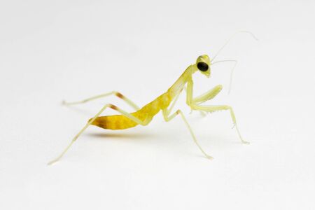 new born wood mantis on white backgroundの写真素材