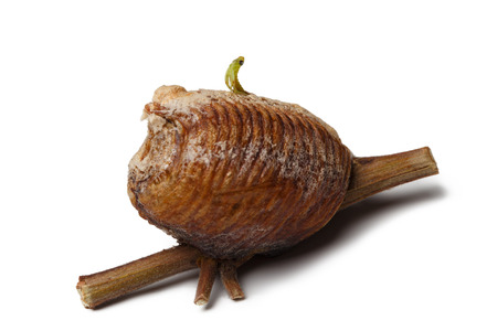 new born wood mantis and egg case on white backgroundの写真素材