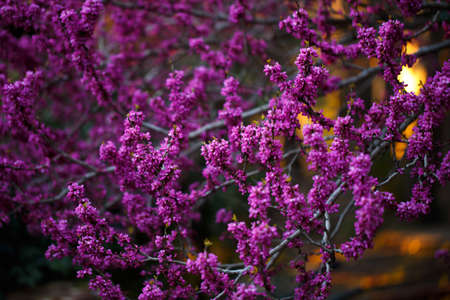 pink flowers on branch of cercis at sunsetの写真素材
