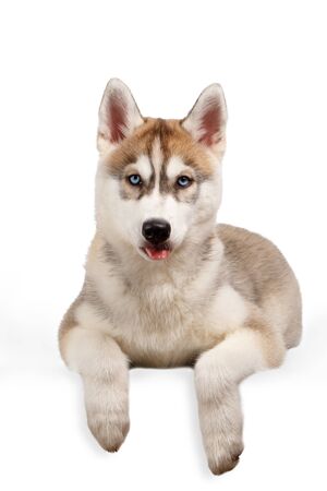 Siberian Husky puppy showing tongue on White backgroundの写真素材