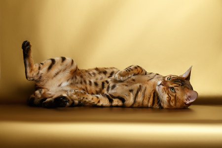 Bengal Cat lies on Gold background and playingの写真素材