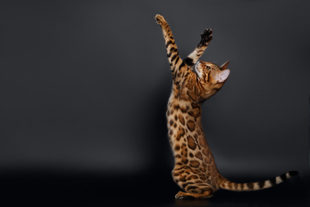 Rising up Paws Playful Bengal Cat on Black Backgroundの写真素材