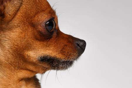 Close up profile Brown Toy Terrier on White Backgroundの写真素材