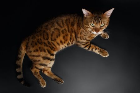 Top View of Bengal Cat on Black Backgroundの写真素材