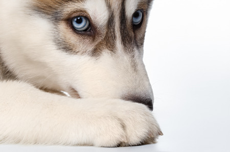 Closeup  Siberian Husky Puppy on White backgroundの写真素材
