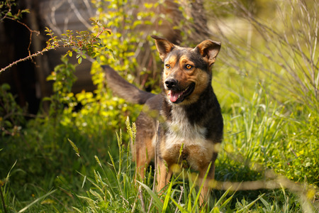 Funny Ginger Dog Peeps from Grass Outdoor on Green Background