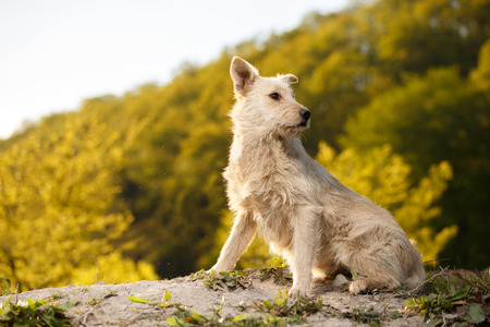 Ginger Dog Stands on Ground Outdoor on Green Backgroundの写真素材