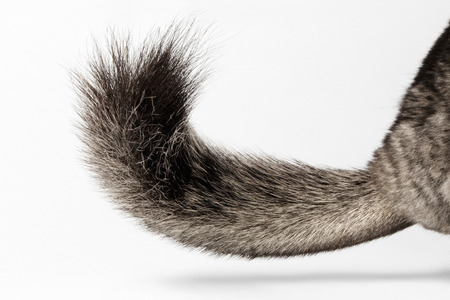 Tail of Gray Chinchilla on white Backgroundの写真素材