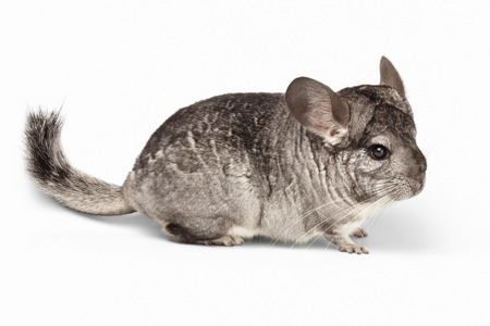 Closeup Chinchilla in Profile View on white Backgroundの写真素材