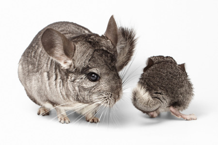 Big and Little Chinchilla on white Backgroundの写真素材