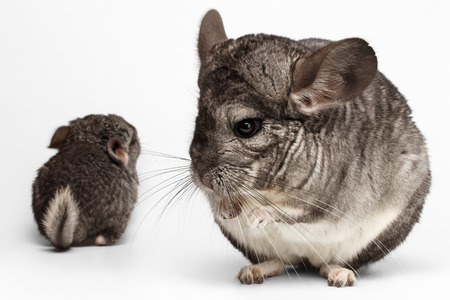 Closeup Mama and Baby Chinchilla in Front View on white Backgroundの写真素材