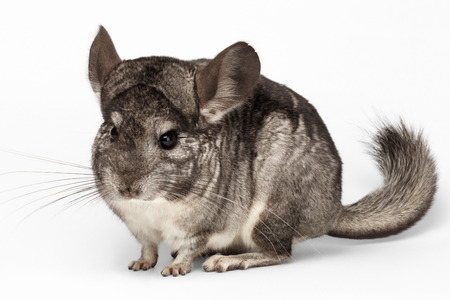 Closeup Chinchilla in Front View on white Backgroundの写真素材