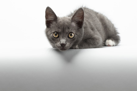 Gray Kitty Lies on White Background and Looking in Cameraの写真素材