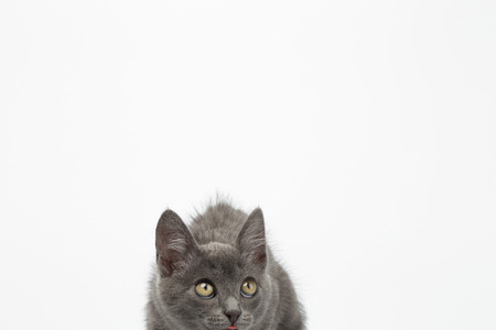 Gray Kitty Crouched on White Background and Looking upの写真素材