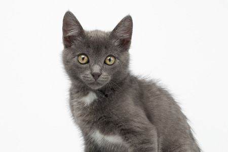 Closeup Gray Kitty Looking in Camera on White Backgroundの写真素材