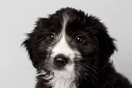 Closeup Mixed Breed Black Puppy Looking Pity Isolated on Whiteの写真素材