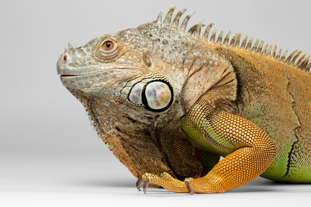 Closeup Green Iguana on White Background, Profile viewの写真素材