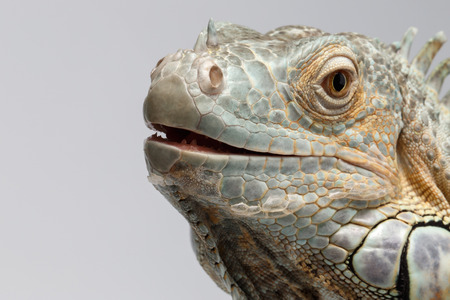Closeup Green Iguana with opened Mouth on White Backgroundの写真素材
