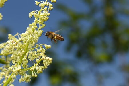 Flying Bee Pollinating of Flower On Blue Sky Backgrond