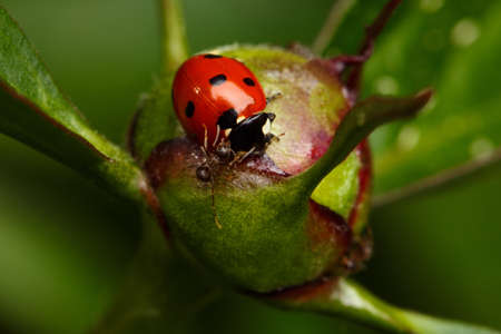 Ant Attack Ladybug on Flower Bud on Green Background