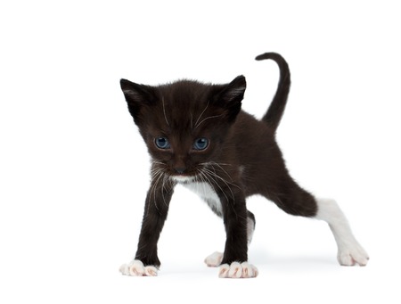 Small Cute Black Chocolate Kitten on Whiteの写真素材