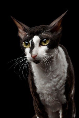 Portrait of Cornish Rex Looking in Camera Isolated on Black Background
