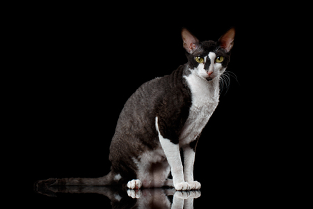 Portrait of Cornish Rex Sits and Looking in Camera Isolated on Blackの写真素材