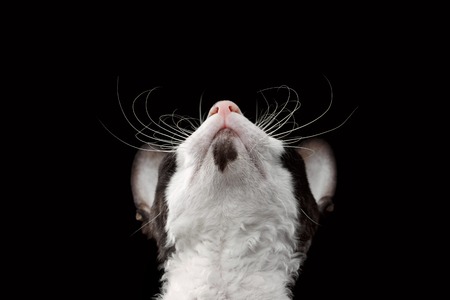 Closeup Portrait of Cornish Rex Looking Up Isolated on Black Background