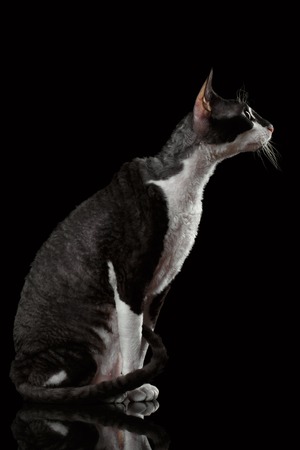 Portrait of Cornish Rex in Profile Isolated on Black Background