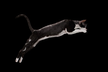 Jumping Cornish Rex Cat Isolated on Black Backgroundの写真素材