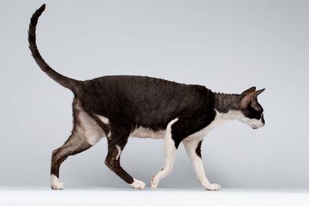 Walking Cornish Rex Cat on White Backgroundの写真素材