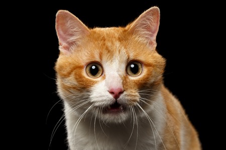 Closeup Surprised Ginger Cat with opened Mouth on Black backgroundの写真素材