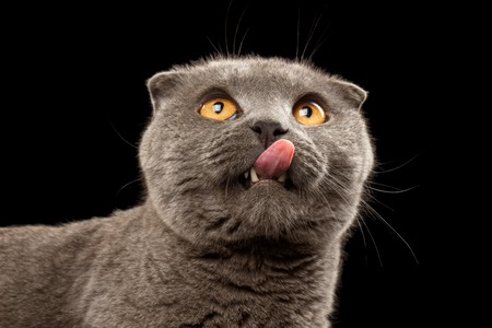 Closeup Portrait of Licked British Fold Cat on Black backgroundの写真素材