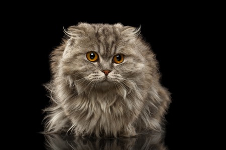 Closeup Highland Scotish Fold Cat on Black Backgroundの写真素材