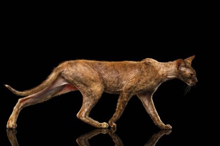 Peterbald Sphynx Cat Walking on Black Mirror backgroundの写真素材