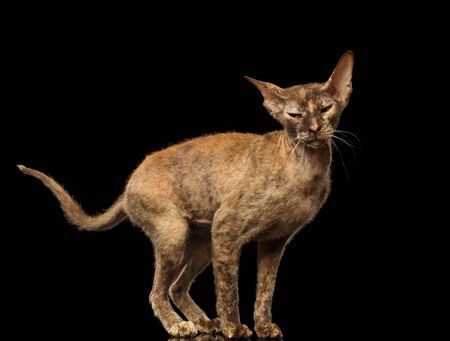 Peterbald Sphynx Cat Funny Posing on Black Mirror background